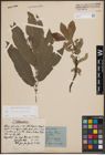 Foto von Salix cinerea L. x Salix viminalis L.